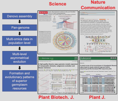 Evolution of Polyploid Brassiceae Genomes